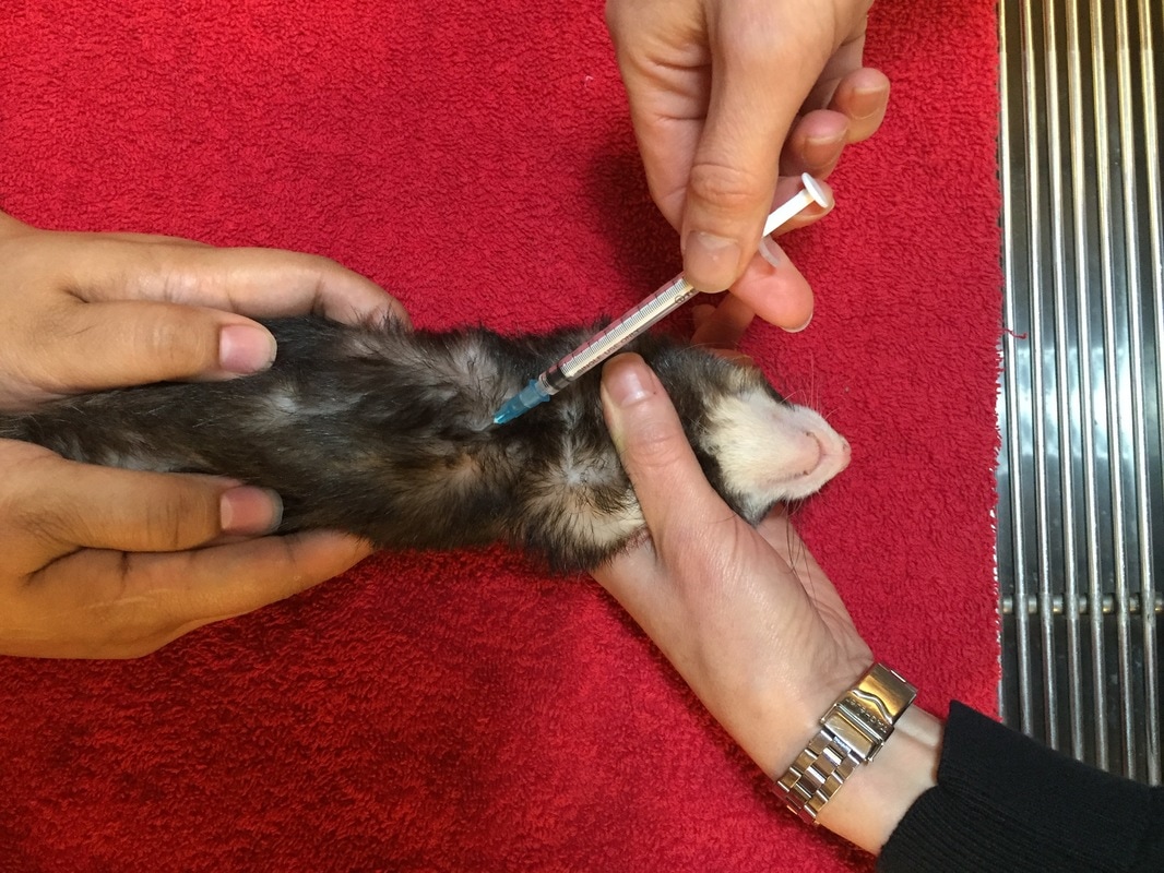 Exotic Companion Animal